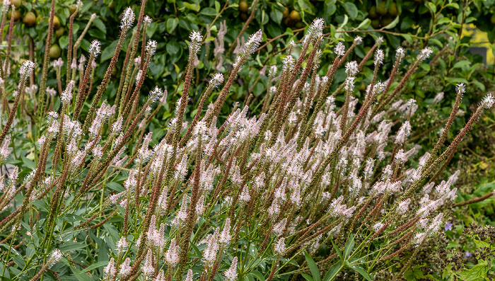 National Botanic Garden of Wales Llanarthney