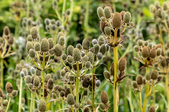 Llanarthney National Botanic Garden of Wales