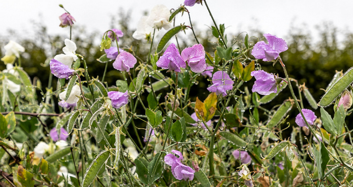 Llanarthney National Botanic Garden of Wales