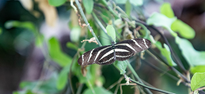 Llanarthney National Botanic Garden of Wales