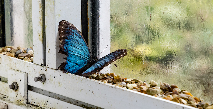 Llanarthney National Botanic Garden of Wales