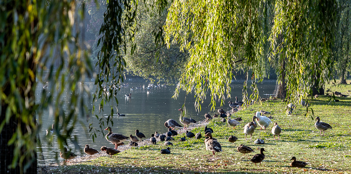 Englischer Garten: Kleinhesseloher See München