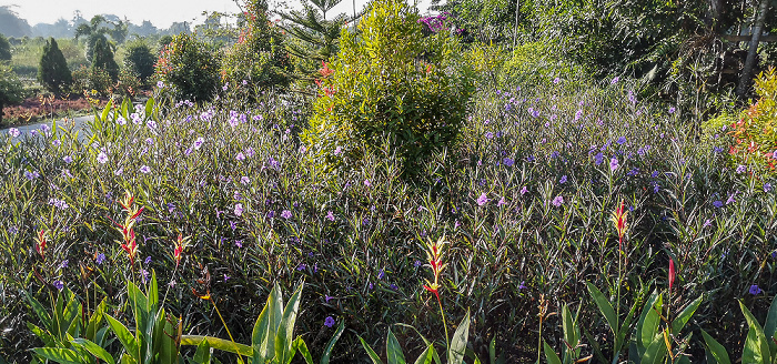 Garten des Myanmar Beauty Hotel 2 Taungoo