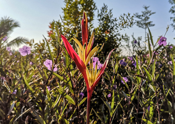 Garten des Myanmar Beauty Hotel 2 Taungoo