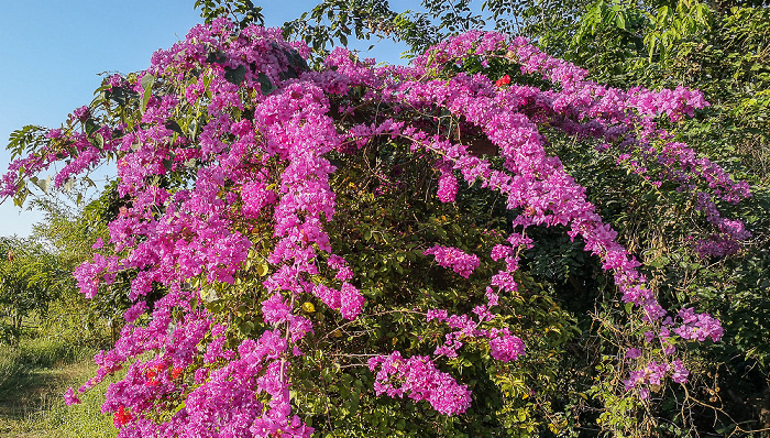 Garten des Myanmar Beauty Hotel 2 Taungoo