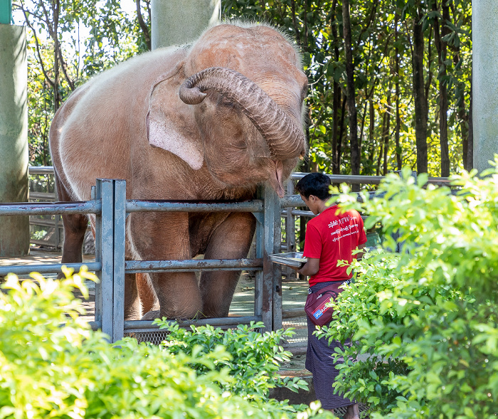 Naypyidaw Weißer Elefant (Albino-Elefant)