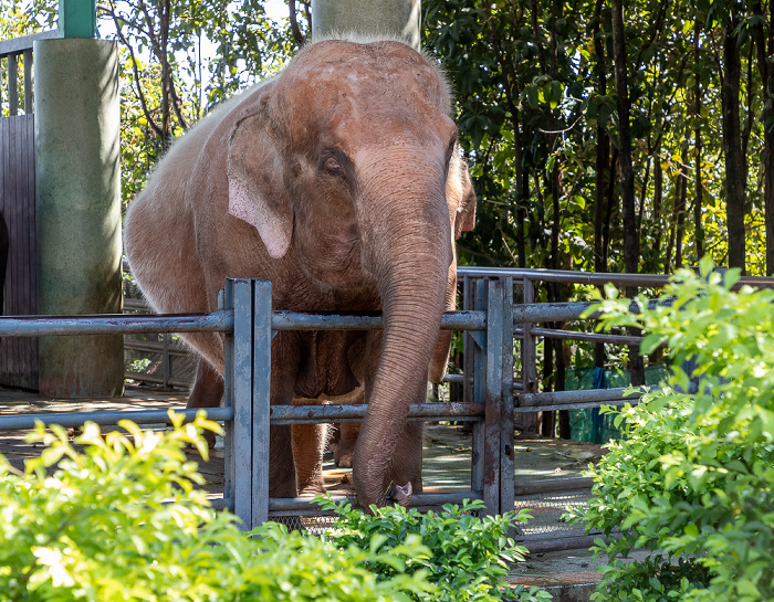 Naypyidaw Weißer Elefant (Albino-Elefant)