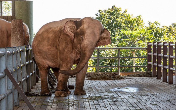 Naypyidaw Weißer Elefant (Albino-Elefant)