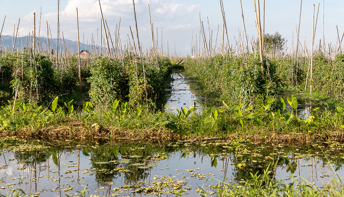 Inle-See Schwimmende Gärten