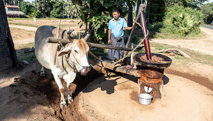 Taung Zin Paing Toddy Sugar Shop