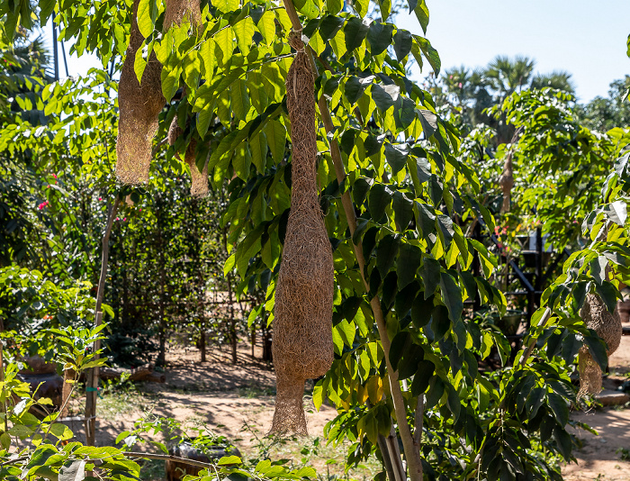 Taung Zin Paing Toddy Sugar Shop