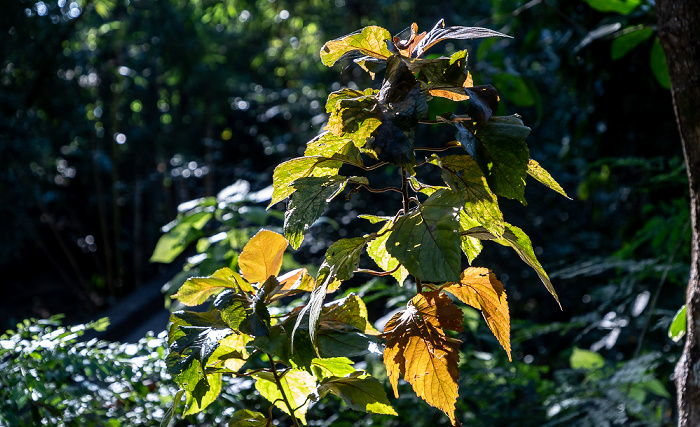 Popa Mountain National Park Popa Mountain Resort