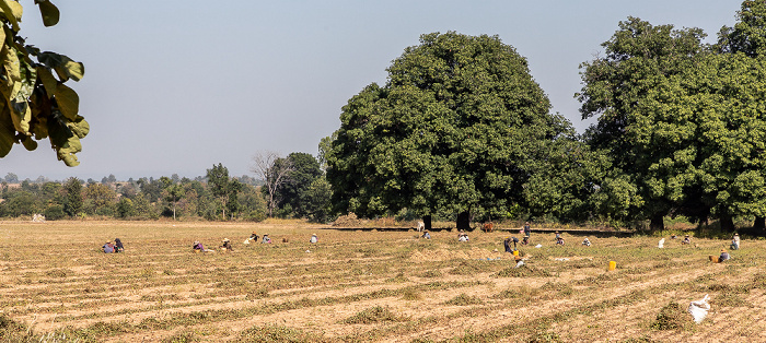 Fahrt Mount Popa – Shwedaung Magwe-Region