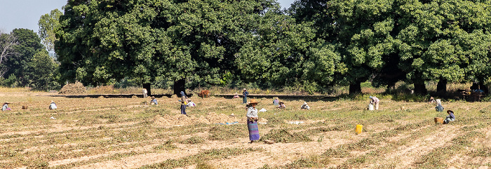 Fahrt Mount Popa – Shwedaung: Erdnussfelder Magwe-Region