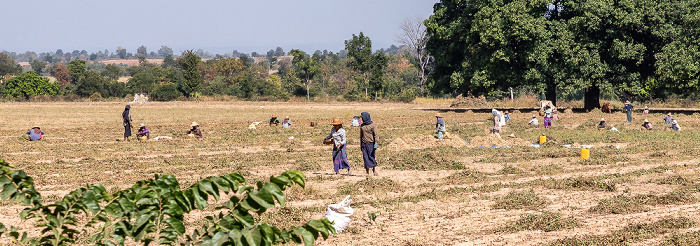 Magwe-Region Fahrt Mount Popa – Shwedaung: Erdnussfelder