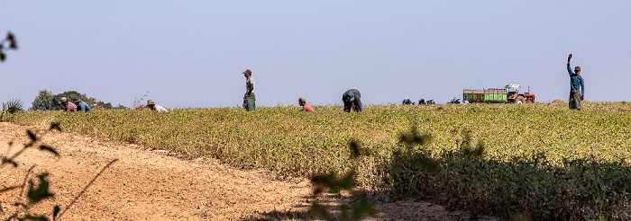 Magwe-Region Fahrt Mount Popa – Shwedaung: Erdnussfelder