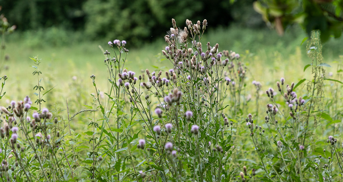 Acker-Kratzdistel (Cirsium arvense) Oberzeismering