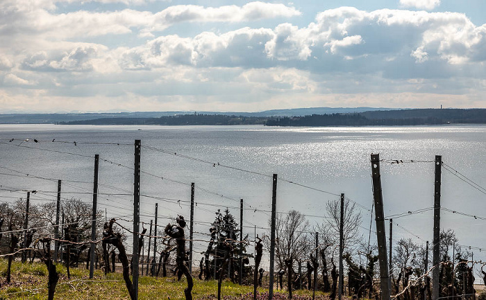 Uhldingen-Mühlhofen Weinberg, Überlinger See (Bodensee)