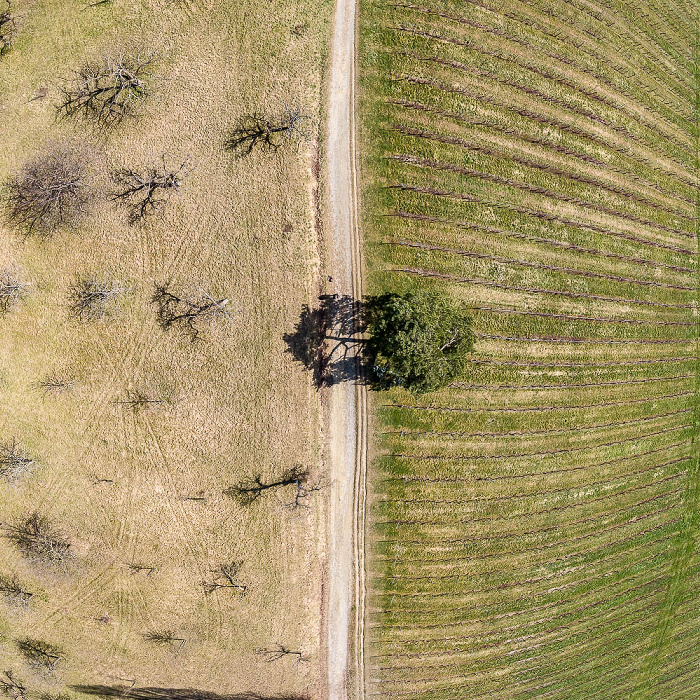 Obstbäume, Weinreben Uhldingen-Mühlhofen