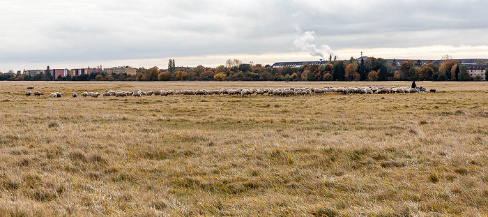 Naturschutzgebiet Panzerwiese und Hartelholz mit einer Schafherde München