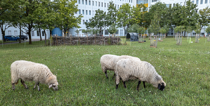 München Siemens Neuperlach: Schafe