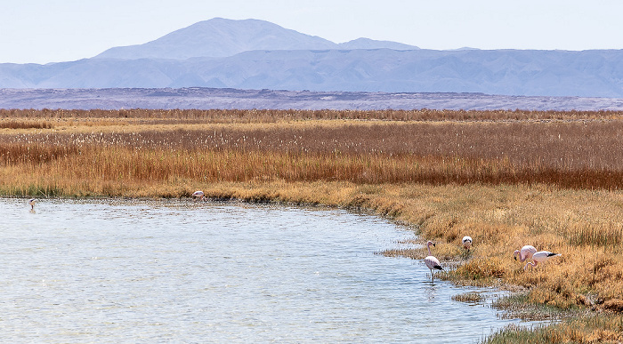 Salar de Atacama Laguna Cejar: Andenflamingos (Phoenicoparrus andinus)