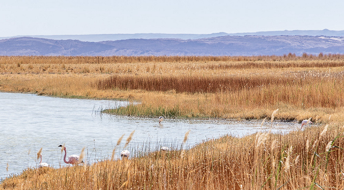 Laguna Cejar: Andenflamingos (Phoenicoparrus andinus) Salar de Atacama