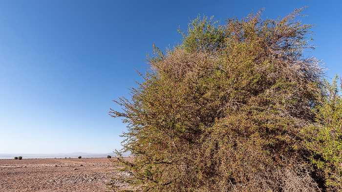 Salar de Atacama