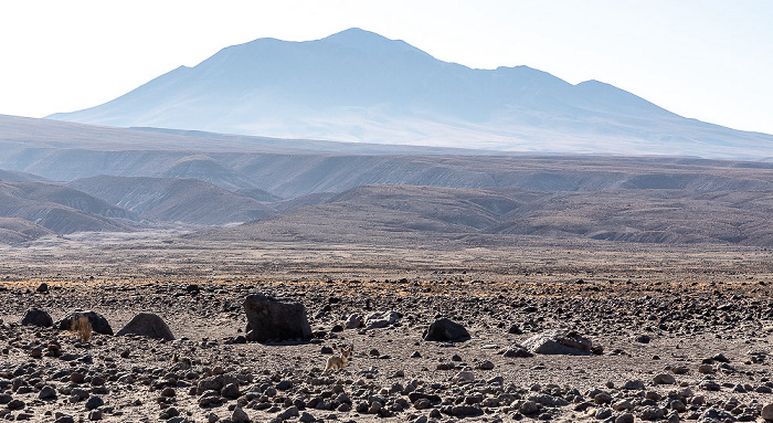 Salar de Atacama Anden mit dem Cerro Lejia