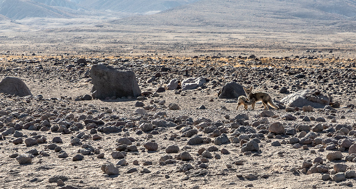 Fenneke (Wüstenfüchse, Vulpes zerda) Salar de Atacama