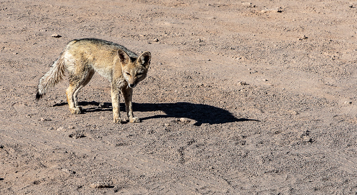 Fennek (Wüstenfuchs, Vulpes zerda) Salar de Atacama