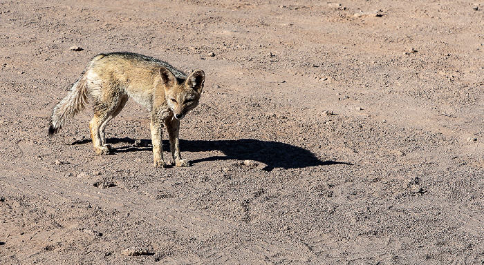 Salar de Atacama Fennek (Wüstenfuchs, Vulpes zerda)