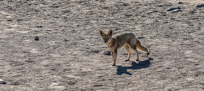 Fennek (Wüstenfuchs, Vulpes zerda) Salar de Atacama