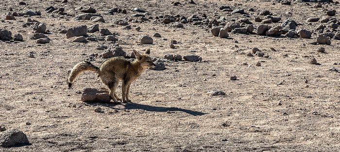 Fennek (Wüstenfuchs, Vulpes zerda) Salar de Atacama