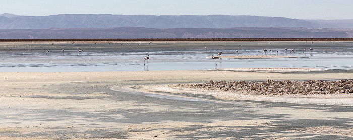 Salar de Atacama: Laguna Chaxa mit Flamingos Reserva nacional los Flamencos