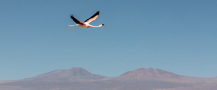 Salar de Atacama: Andenflamingo (Gelbfußflamingo, Phoenicoparrus andinus) Reserva nacional los Flamencos