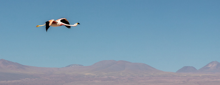 Reserva nacional los Flamencos Salar de Atacama: Andenflamingo (Gelbfußflamingo, Phoenicoparrus andinus)