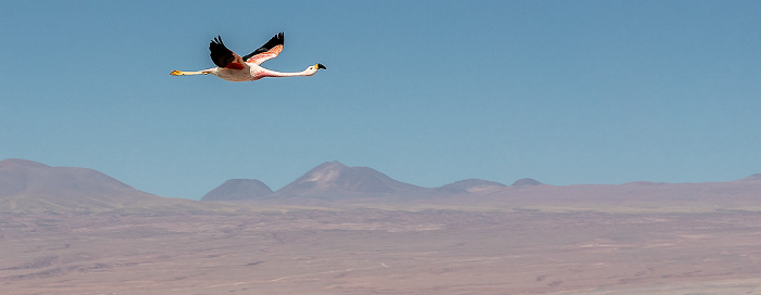 Reserva nacional los Flamencos Salar de Atacama: Andenflamingo (Gelbfußflamingo, Phoenicoparrus andinus)