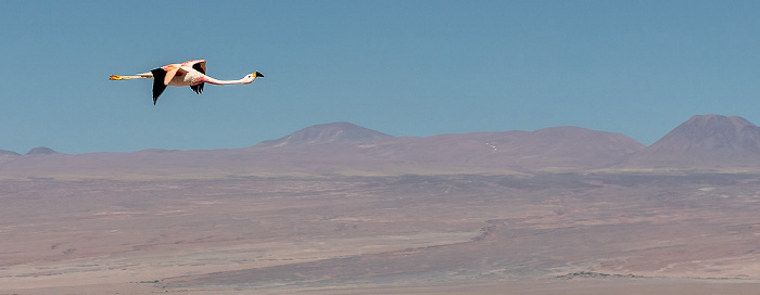 Reserva nacional los Flamencos Salar de Atacama: Andenflamingo (Gelbfußflamingo, Phoenicoparrus andinus)