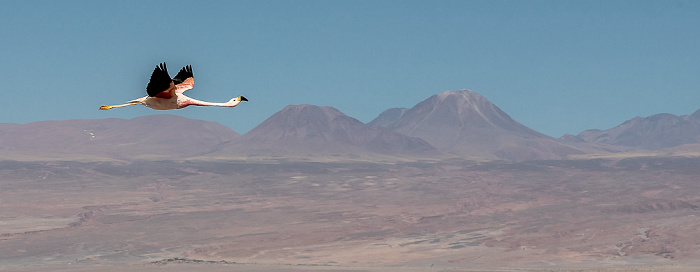 Reserva nacional los Flamencos Salar de Atacama: Andenflamingo (Gelbfußflamingo, Phoenicoparrus andinus)