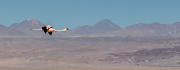 Salar de Atacama: Andenflamingo (Gelbfußflamingo, Phoenicoparrus andinus) Reserva nacional los Flamencos