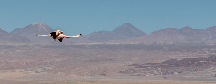 Reserva nacional los Flamencos Salar de Atacama: Andenflamingo (Gelbfußflamingo, Phoenicoparrus andinus)