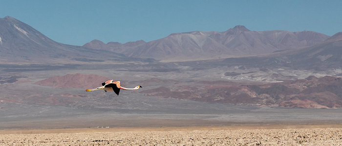 Salar de Atacama: Andenflamingo (Gelbfußflamingo, Phoenicoparrus andinus) Reserva nacional los Flamencos