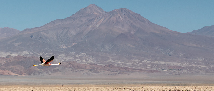 Reserva nacional los Flamencos Salar de Atacama: Andenflamingo (Gelbfußflamingo, Phoenicoparrus andinus)