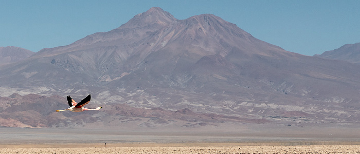 Salar de Atacama: Andenflamingo (Gelbfußflamingo, Phoenicoparrus andinus) Reserva nacional los Flamencos