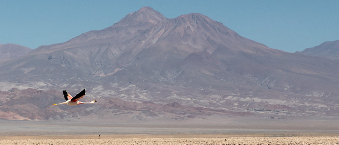 Salar de Atacama: Andenflamingo (Gelbfußflamingo, Phoenicoparrus andinus) Reserva nacional los Flamencos