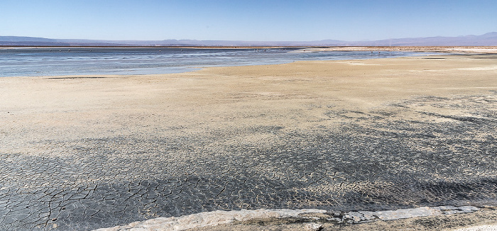 Reserva nacional los Flamencos Salar de Atacama: Laguna Chaxa