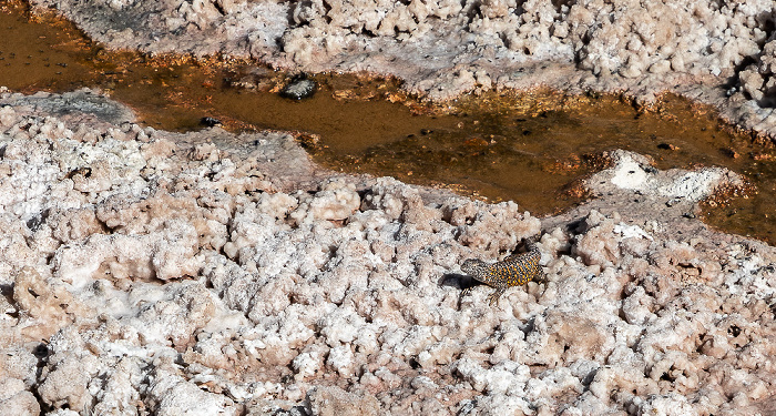 Reserva nacional los Flamencos Salar de Atacama