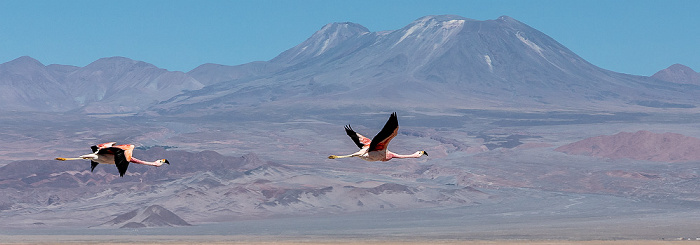 Reserva nacional los Flamencos Salar de Atacama: Andenflamingos (Gelbfußflamingo, Phoenicoparrus andinus)