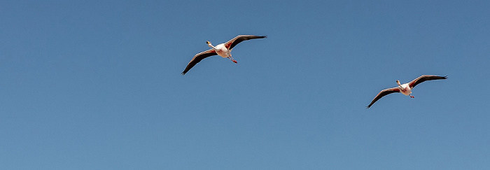 Salar de Atacama: Andenflamingos (Gelbfußflamingo, Phoenicoparrus andinus) Reserva nacional los Flamencos